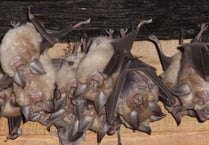 Future looking bright for Devon Greater Horseshoe Bat
