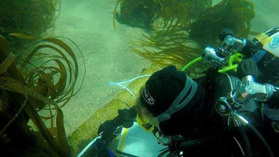 Prawl Point Wreck Rusting VIDEO: Team that mapped shipwrecks between Start Point & Prawle Point ...