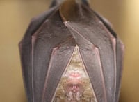 Get a rare glimpse into the world of an endangered creature with the live 'bat cam'