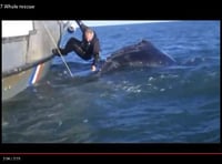 VIDEO: Incredible close-up footage of the moment the Start Bay whale is released by brave divers