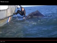 VIDEO: Incredible close-up footage of the moment the Start Bay whale is released by brave divers