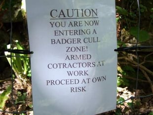 More than 700 badgers culled in South Hams, claim protesters