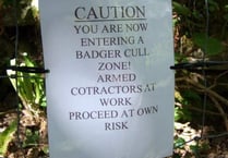 More than 700 badgers culled in South Hams, claim protesters