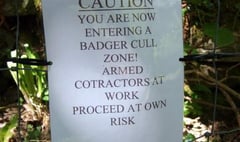 More than 700 badgers culled in South Hams, claim protesters