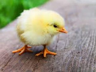 Easter eggs and chicks are hidden for people to find this Easter