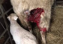 Did 'big cat' attack sheep?