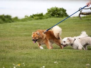 South Hams District Council cracks down on irresponsible dog owners