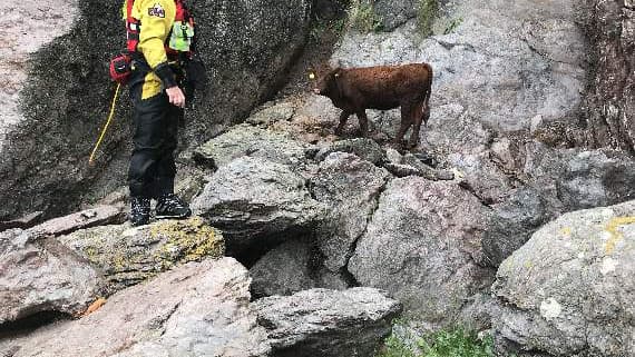 Cow trapped at bottom of cliff rescued | dartmouth-today.co.uk