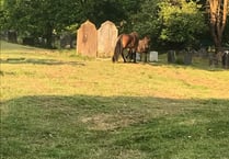 Missing ponies are finally home