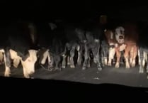 Brixton bulldozers: Huge herd of cows crush woman’s car