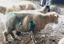 Dog owners urged to keep pets under control after spate of savage sheep attacks