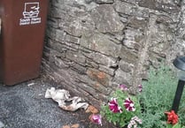 Motion sensor used in bid to snare serial pooper