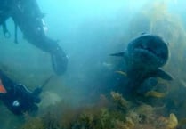 Gran saves shark from fishing line while scuba diving off Hallsands