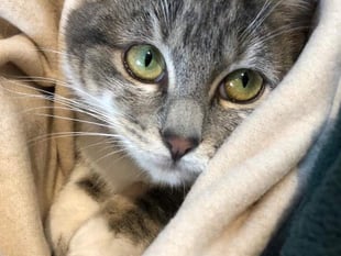 Thousands of pounds raised to keep abandoned pets safe