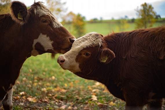 Ugborough farmer banned from keeping animals after cattle and sheep left suffering