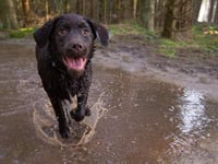 Alabama Rot: Vets confirm deadly case of the disease in Ivybridge