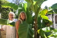 Welcome to the jungle: Dartmouth couple grow BANANAS in their garden