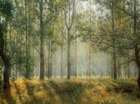 We can do better says Woodland Trust