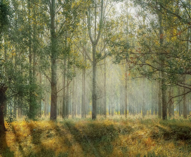 We can do better says Woodland Trust