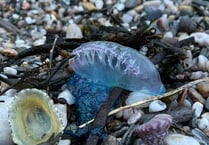 Poisonous Portuguese Man O'War found on South Hams Beaches