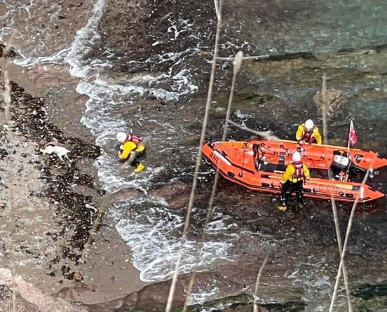 A dog was rescued after falling over a cliff edge in Devon on Sunday. Dartmouth Coastguard Rescue Team was called to Shinglehill Cove near Dartmouth at 11:00 BST after a dog called Bella fell over the edge of the cliff.See SWNS story SWPLcliff. 