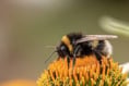 Satellites and drones could soon become the bumble bee’s best friends