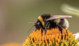 Satellites and drones could soon become the bumble bee’s best friends