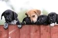Dozens of dogs were reported stolen in Devon and Cornwall last year.
