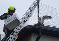 Householders warned after spate of seagull rescues