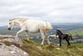 Fosterers needed for Dartmoor pony foals