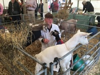 Goat breeder is a dab hand at showing