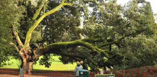 Council secures prosecution for illegal tree felling