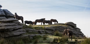 Could you help look after Dartmoor’s beautiful wild ponies? 