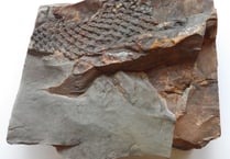 Rare 375 million-year-old fossil  unearthed in a South Hams garden