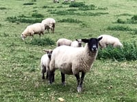 Fewer animals attacked in Devon