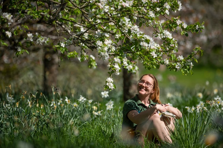 Gardeners & volunteers enjoy the majestic display of Apple Blossom at National Trust's Cotehele House in Cornwall.