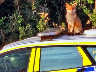 Cunning  culprit who left paw marks on police car...  was a fox
