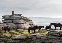 Competition to capture the charm of Dartmoor ponies in pictures