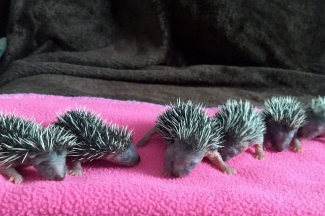 Open garden to help build hedgehog hospital