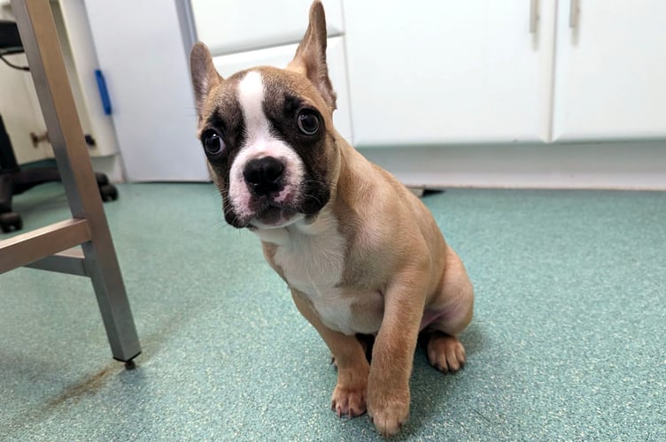A woman from South Milton who failed to seek treatment for her French bulldog puppy TonyÕs broken elbow after he was injured in a domestic accident has been prosecuted by the RSPCA.
Picture: RSPCA (July 21, 2023)