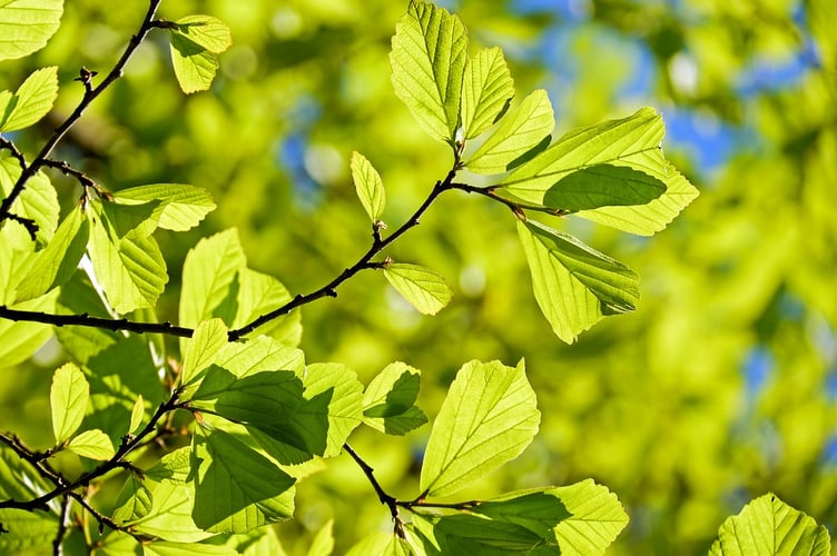 Oak trees are on the decline in the UK.
