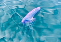 Beware - Large Man-O-War creature spotted off Wembury beaches