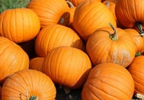 Pick out your pumpkin!