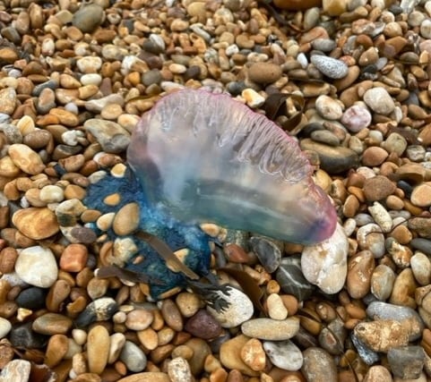 Warning after Man o’ War sighting on Blackpool Sands