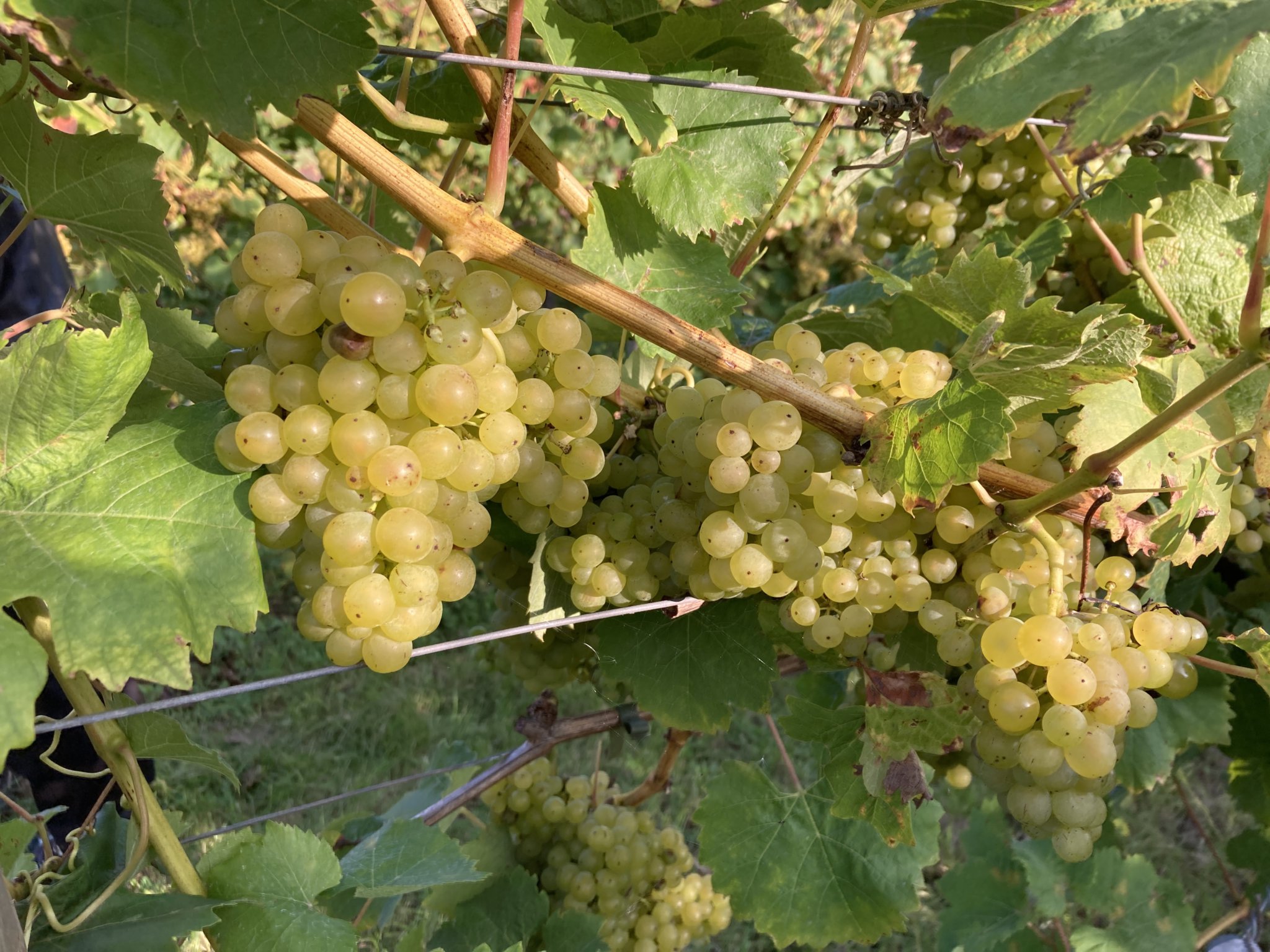 A place you can find grape expectations