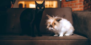 Woodland Vets offers advice for pets during fireworks displays