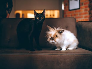 Woodland Vets offers advice for pets during fireworks displays