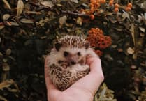 Coffee and cake to help hedgehogs in a pickle