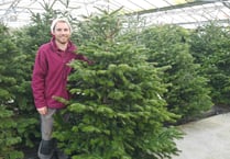 Plants Galore claims lowest Christmas Tree prices in the South West