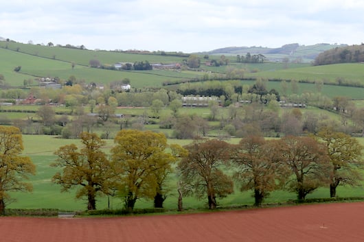 Trees in a hedgerow near Crediton, stock image.  AQ 0996